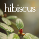 Hibiscus – Alternative Medicine and Organic Shop WordPress Theme